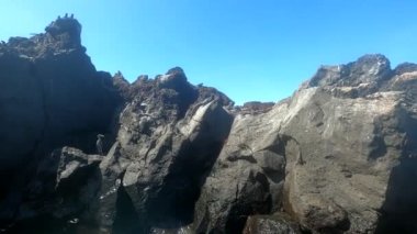 Galapagos, ıssız adalarda volkanik kayalar üzerinde deniz iguanaları. 