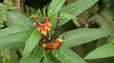 Güzel tropikal kelebekler çiçeklerin üzerinde nektar yerler. 