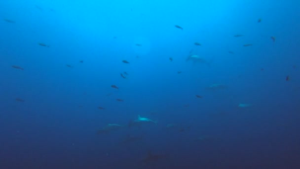 ガラパゴス諸島近くのサンゴ礁のハンマーヘッドサメは — ストック動画
