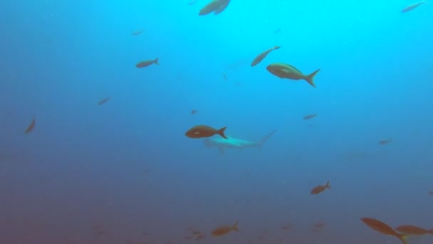 Акулы Молот Коралловом Рифе Вблизи Галапагосских Островов — стоковое видео