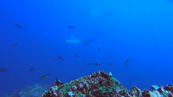 Tiburones Martillo Arrecife Coral Cerca Las Islas Galápagos — Vídeo de stock