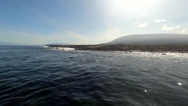 Lobos Marinos Iguanas Marinas Las Deshabitadas Islas Galápagos — Vídeo de stock