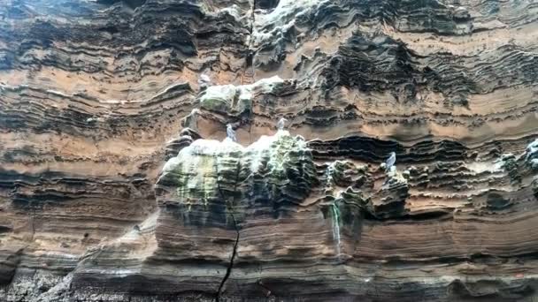加拉帕戈斯人在无人居住的岛屿上的岩石上筑起了蓝色的脚步声 — 图库视频影像