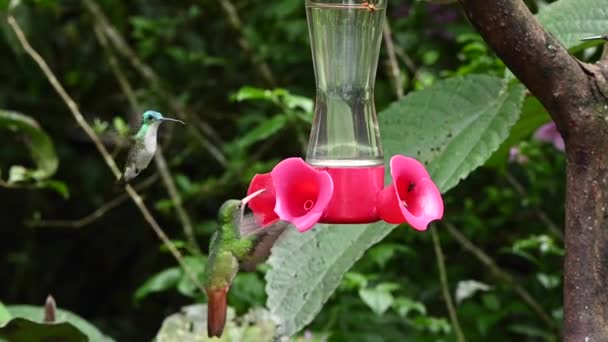 Bright Different Types Hummingbirds Eat Nectar Special Feeders Slow Motion — Stock Video