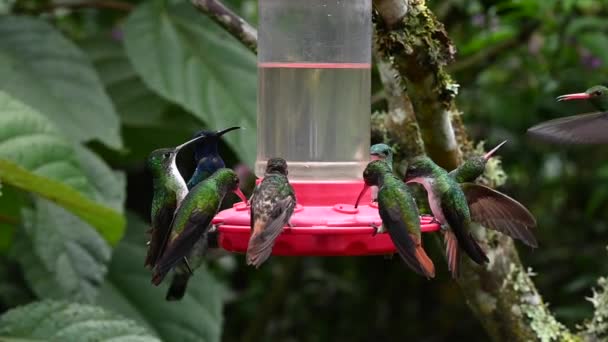 Jasne Różne Rodzaje Kolibry Jedzą Nektar Specjalnych Podajników Zwolnionym Tempie — Wideo stockowe