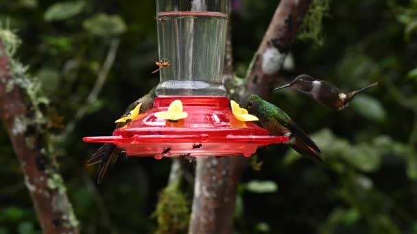 Ljusa Och Olika Typer Kolibrier Äter Nektar Från Specialmatare Slow — Stockvideo