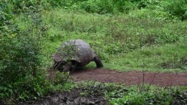 Antik büyük Galapagos kaplumbağası yeşil ormanda doğal ortamda 