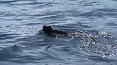 Gri gallapagos deniz iguanaları denizde siyah volkanik kayalar üzerinde