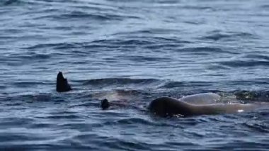 Deniz aslanları Galapagos 'ta sığ sularda balık avlarlar. 