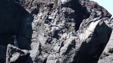 Gri gallapagos deniz iguanaları denizde siyah volkanik kayalar üzerinde