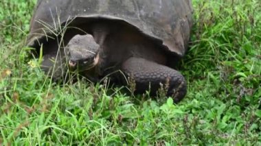 Antik büyük Galapagos kaplumbağası yeşil ormanda doğal ortamda 