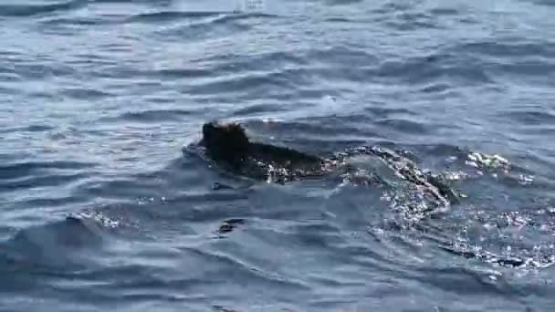 Grå Gallapagos Marina Leguaner Svarta Vulkaniska Stenar Havet — Stockvideo