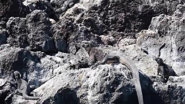 Grå Gallapagos Marina Leguaner Svarta Vulkaniska Stenar Havet — Stockvideo