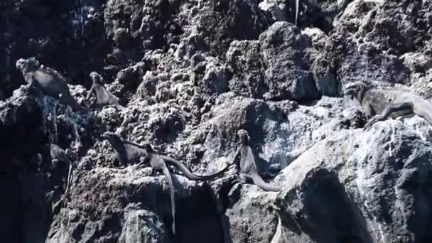 Gray Gallapagos Marine Iguanas Black Volcanic Rocks Sea — Stock Video