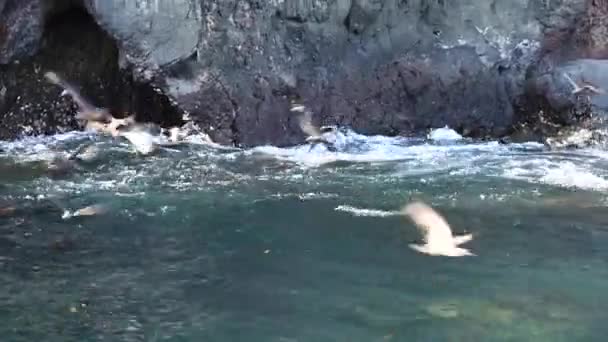Vacker Och Ovanlig Fisk Grunt Vatten Nära Obebodda Öar Galapagos — Stockvideo