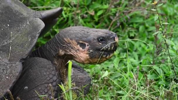 Gamle Store Galapagos Skildpadde Grøn Jungle Det Naturlige Miljø – Stock-video