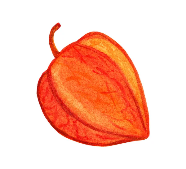 Physalis aquarela crua em casca de laranja. Capa desenhada à mão groselha espinhosa dourada — Fotografia de Stock