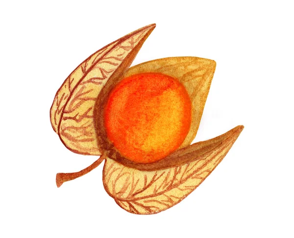 Dry open watercolor physalis with husk. Hand drawn cape golden gooseberry — стоковое фото