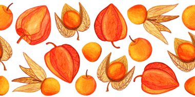 Hand drawn physalis seamless border isolated on white background. Dry and raw orange cape gooseberries watercolor adhesive tape. Seamless ribbon for scrapbooking, print design, postcard