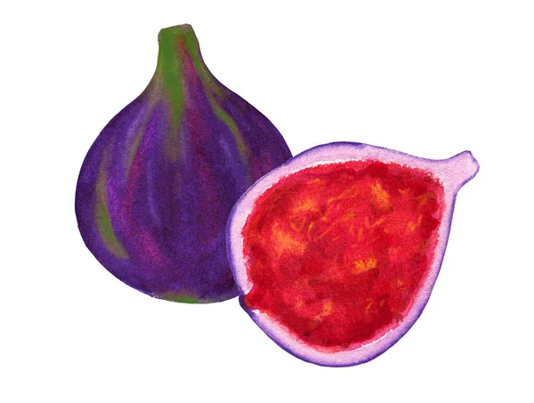 Ripe Fig Fruit Half Watercolor Isolated White Background Sweet Tropic — Zdjęcie stockowe