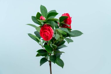 Güzel pembe kamelya çiçek açmış.