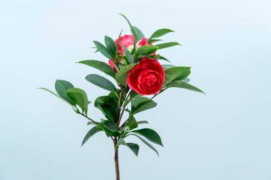 Güzel pembe kamelya çiçek açmış.