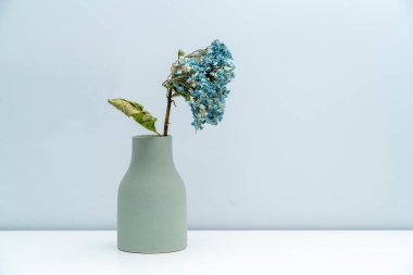 Vazoya kurumuş bir Mavi Ortanca yerleştirildi.