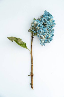 Kurumuş bir Mavi Ortanca beyaz arka plana yerleştirilir