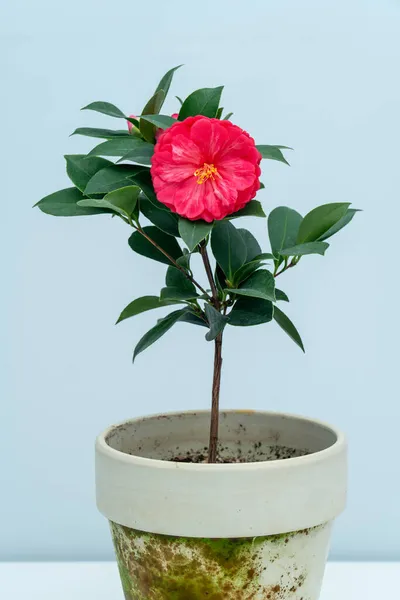 Beautiful Pink Camellia Full Bloom — Stock Photo, Image