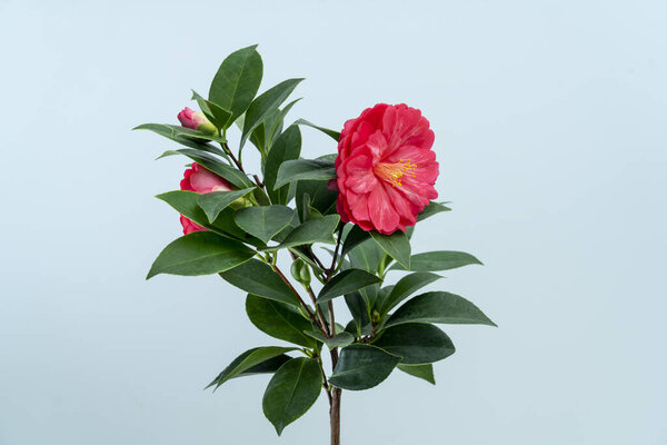 The beautiful pink camellia is in full bloom