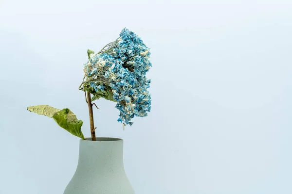 Torkad Blå Hortensia Infördes Vasen — Stockfoto