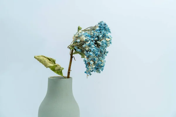 Uma Hortênsia Azul Seca Foi Inserida Vaso — Fotografia de Stock