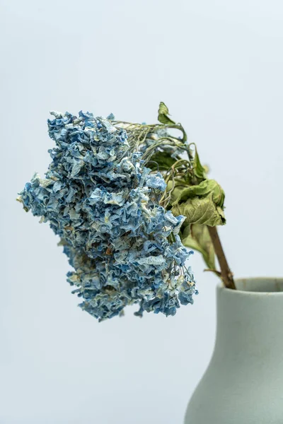 Uma Hortênsia Azul Seca Foi Inserida Vaso — Fotografia de Stock
