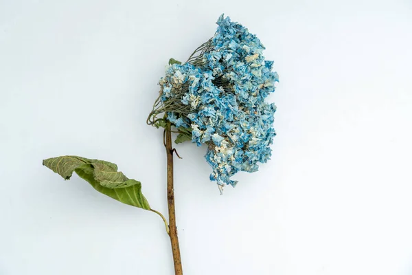 Uma Hortênsia Azul Seca Colocada Sobre Fundo Branco — Fotografia de Stock