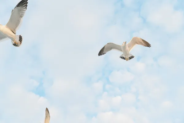 Gaviotas Volando Libremente Cielo Azul — Foto de Stock