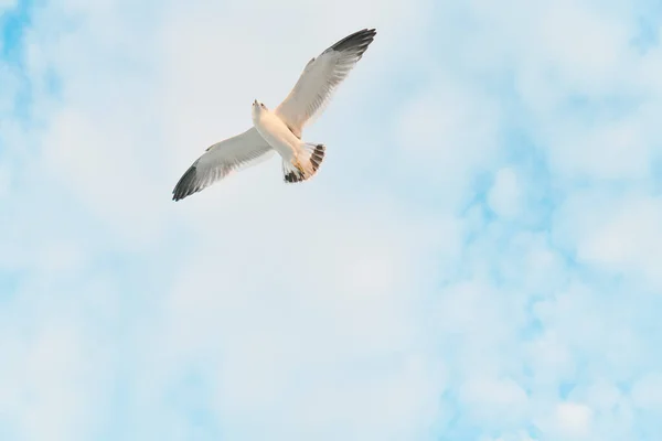 Gaviotas Volando Libremente Cielo Azul — Foto de Stock