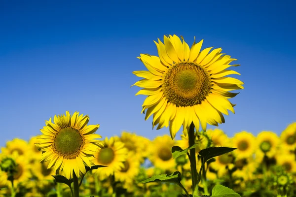 Ayçiçeği güneş aşk 