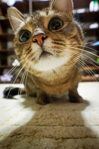 Neugierige Katze Schaut Dich — Stockfoto