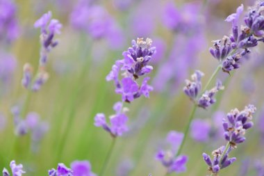Lavanta çiçek açıyor, lavanta arkaplan
