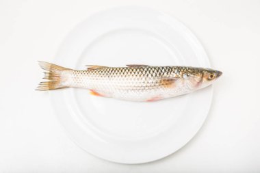 Beyaz tabakta çiğ balık, beyaz arka planda izole edilmiş. Üst Manzara. Boş boşluk.