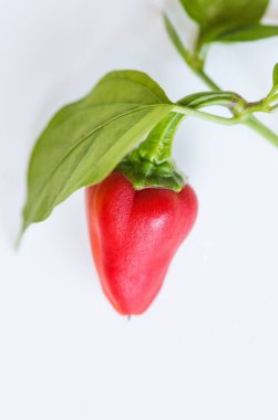 Kırmızı biberli ve yapraklı beyaz arka planda izole edilmiş bir dal..