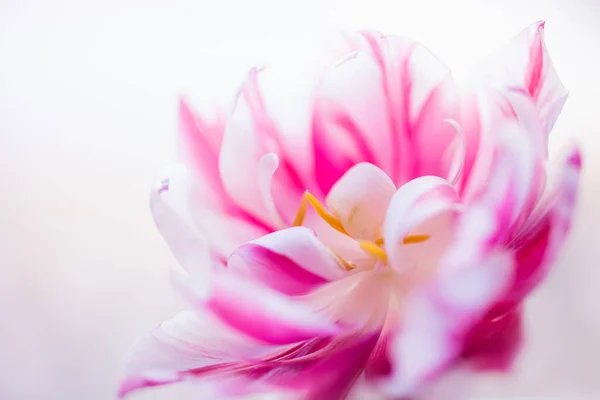 Tulipán Közeledik Fehér Háttérhez Tavaszi Virág Háttér Szelektív Fókusz Fénymásolási — Stock Fotó
