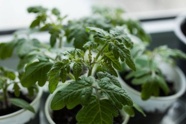 Taze domates fideleri. Kişisel saksılarda bitkiler.