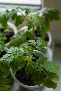 Taze domates tohumu. Kişisel saksılarda bitkiler. Üst görünüm.