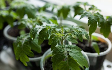 Taze domates fideleri. Kişisel saksılarda bitkiler.