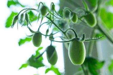 Küçük yeşil domatesler bir dalda olgunlaşır. Seçici odak.