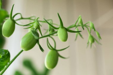 Küçük yeşil domatesler bir dalda olgunlaşır. Seçici odak.