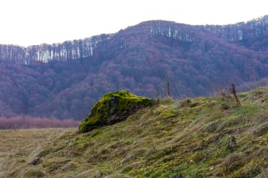 Sonbahar ormanında yosunlarla kaplı bir kaya.