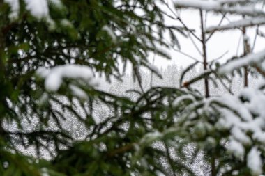 Snow covered pine tree, Carpathians mountains 