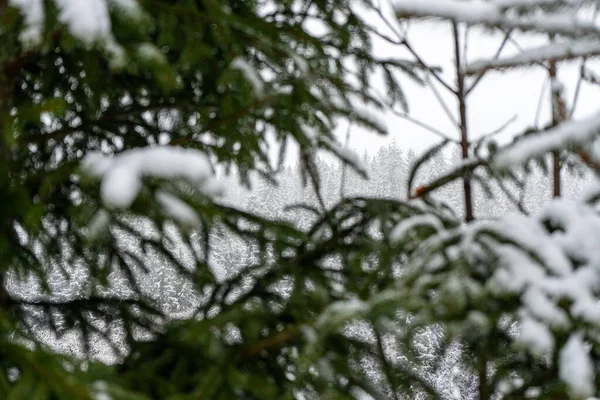 Snow Covered Pine Tree Carpathians Mountains — стоковое фото